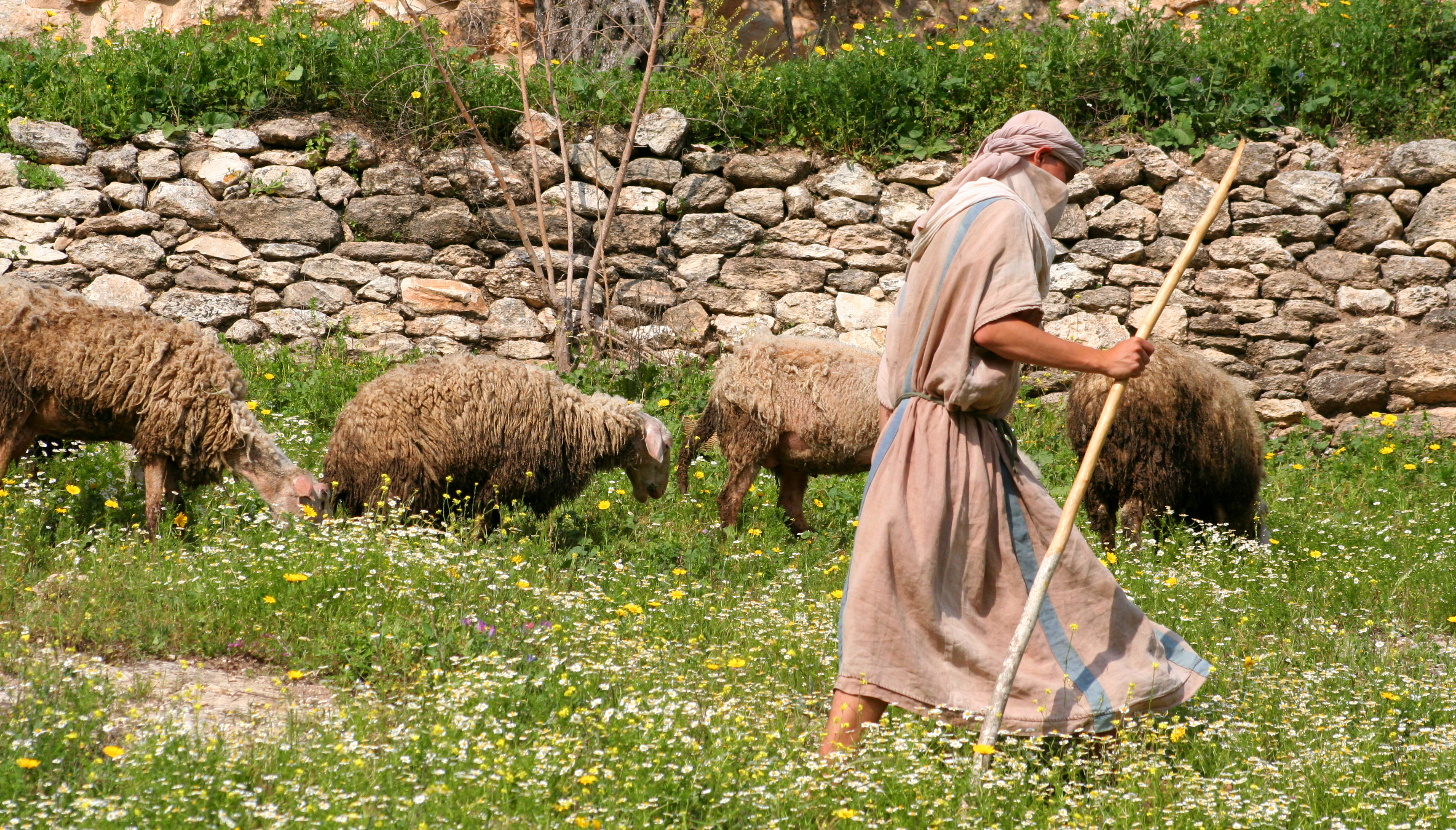 Shepherd walking with herd of sheep along stone wall