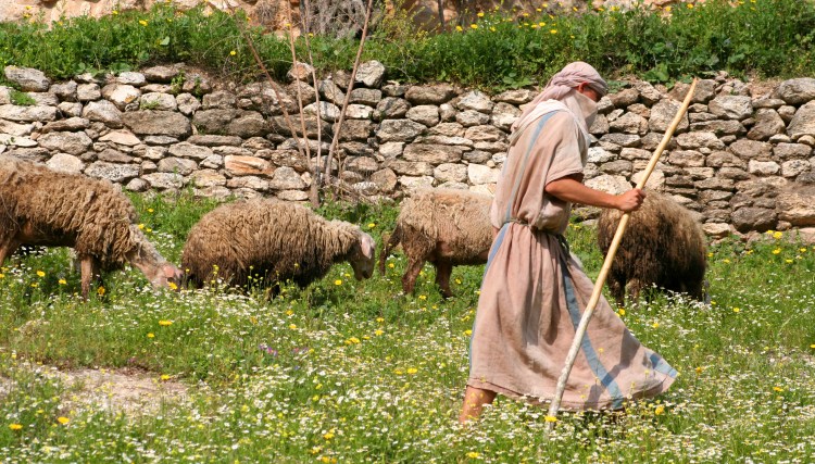 Shepherd walking with herd of sheep along stone wall